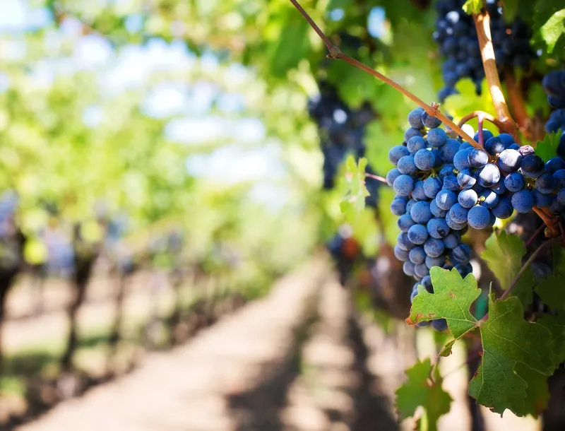 Le travail de la vigne-Vignoble de la Mulonnière-Vins Coteaux du Layon-Crémant de Loire-jus de raisin sans alcool-millésime-vin-carbernetd'Anjou-Sauvignon- vin AOC et IGP-Produits viticoles-Artisan vigneron-Maine-et-Loire